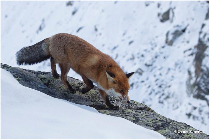 renard en montagne